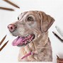 Image result for Colored Pencil Dog Portrait