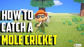 Image result for Acnh Mole Cricket Memes