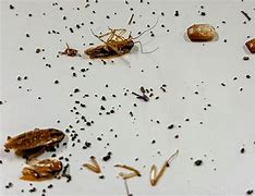 Image result for What Does Roach Poop Look Like