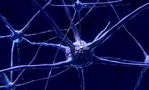 Image result for Universe and Brain Neuron