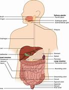 Image result for 4 Stages of Digestion