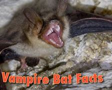 Image result for vampires bats information