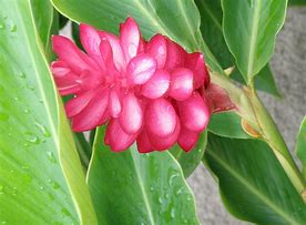 Image result for Samoa National Flower