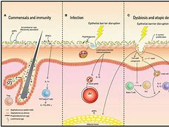 Image result for Skin Protective Film