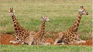 Image result for Giraffe Family
