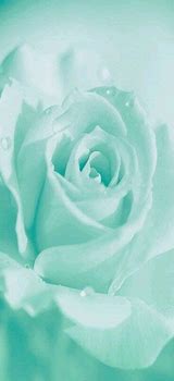 Image result for Apple iPhone Wallpaper Blue Flower