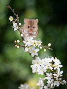 Image result for Cute Mouse Animal