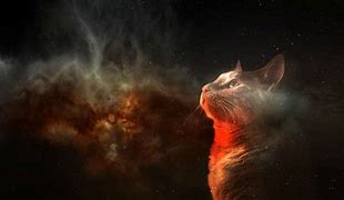 Image result for Cat and Animal in Space Wallpaper