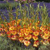 Image result for Gladiolus primulinus Las Vegas