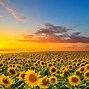 Image result for Sunflower Sun