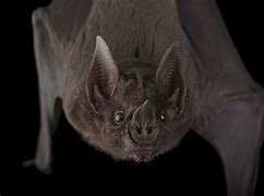 Image result for Sword Bat Animal
