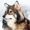 Image result for Giant Malamute Wolf Hybrid