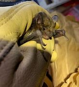 Image result for Louisiana State Mammal Big Brown Bat