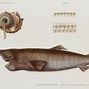 Image result for A Greenland Shark