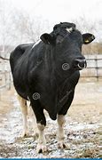 Image result for Strong Ox