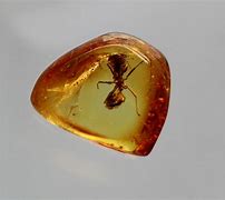 Image result for Fossil