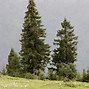 Image result for Picea Orientalis Compacta