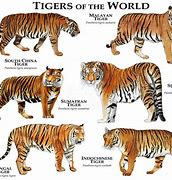Image result for Biggest Tiger Breed