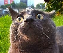 Image result for Funny Confused Cat Face