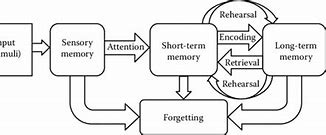 Image result for Memory and Stages of Memory