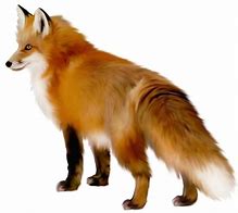 Image result for Red Fox PNG