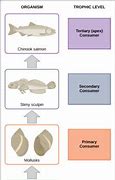 Image result for Hedgehog Food Web