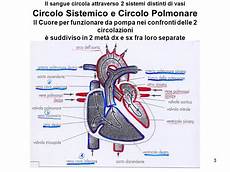cuore e vasi sistema cardiocircolatorio costituito da cuore vasi cuore e vasi sistema cardiocircolatorio costituito da cuore vasi