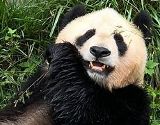 Image result for Panda Evolution