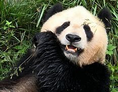 Image result for Giant panda Le Le