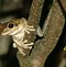 Image result for Cuban Tree Frog Eating