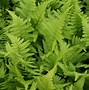 Image result for Fuchsia magellanica var. gracilis
