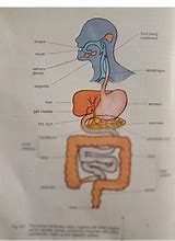 Image result for Label Diagram