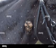 Image result for Equine Warts