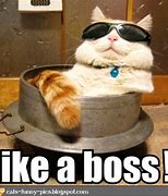 Image result for Boom Like a Boss Cat Meme