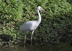 Image result for Siberian White Crane