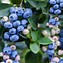 Image result for Blueberry Fruit