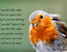 Image result for Robin Bird Humorous