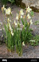 Image result for Roscoea cautleoides