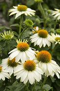 Image result for Echinacea purpurea Pow Pow White