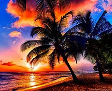 Image result for Tropical Computer Backgrounds
