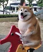 Image result for Fat Shiba Inu Meme