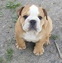 Image result for Top 10 Cutest Puppy