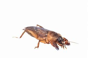 Image result for Mole Cricket Anime Girl