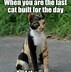 Image result for Funny Cute Memes 2019