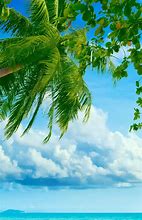 Image result for Tropical Beach Wallpaper iPhone