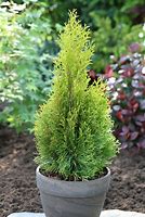 Image result for Thuja occidentalis Smaragd