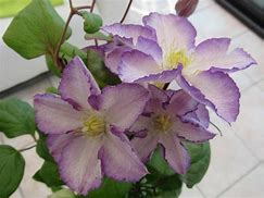 Image result for Clematis Lucky Charm