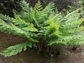 Osmunda regalis Purpurascens के लिए छवि परिणाम