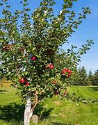 Image result for Anna Apple Tree Leaves