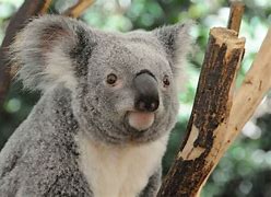 koalas 的图像结果